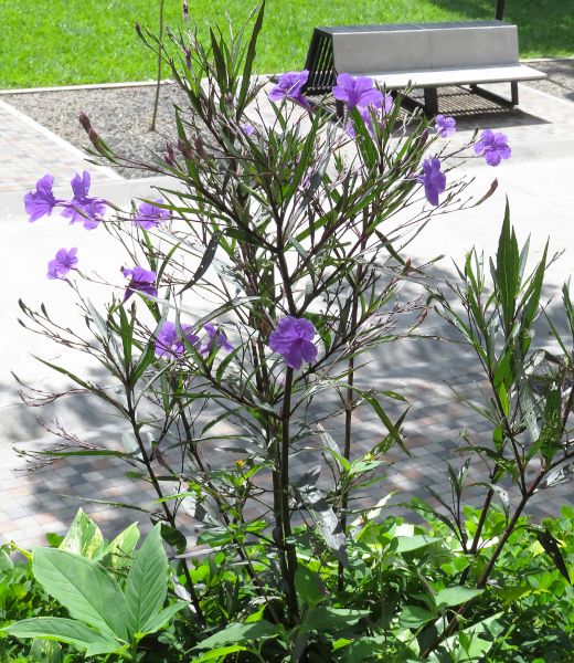 Flor morada | FIAES